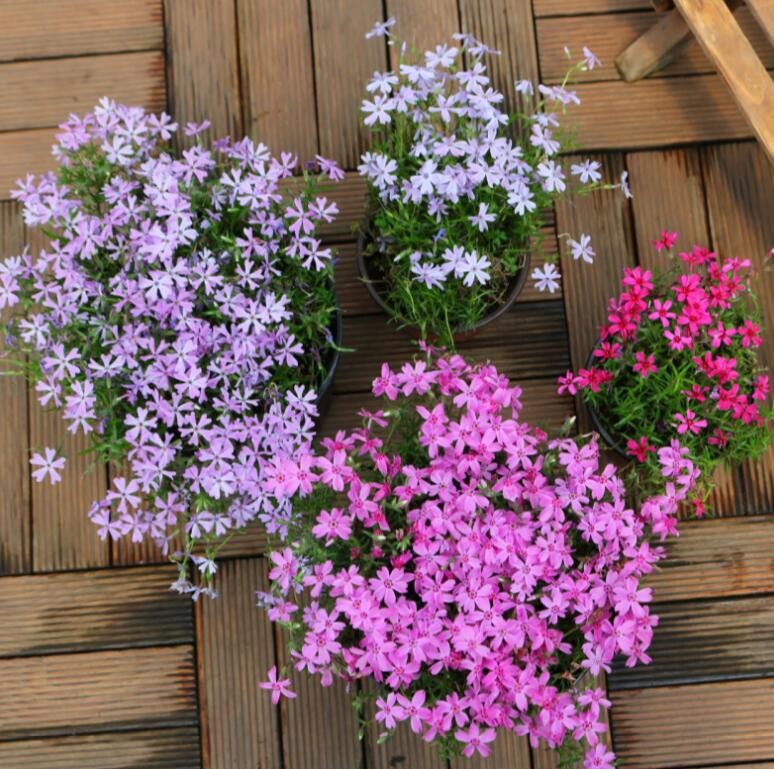 福禄考芝樱花庭院阳台四季开花