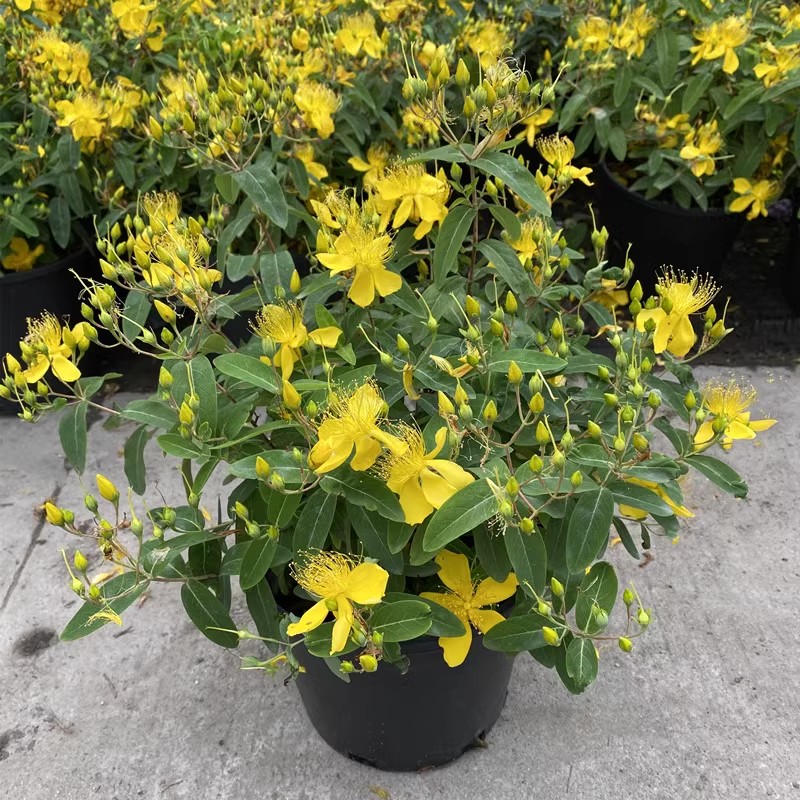 四季金丝桃花苗花镜植物阳台庭院多年生灌木大苗相思豆盆栽耐寒耐