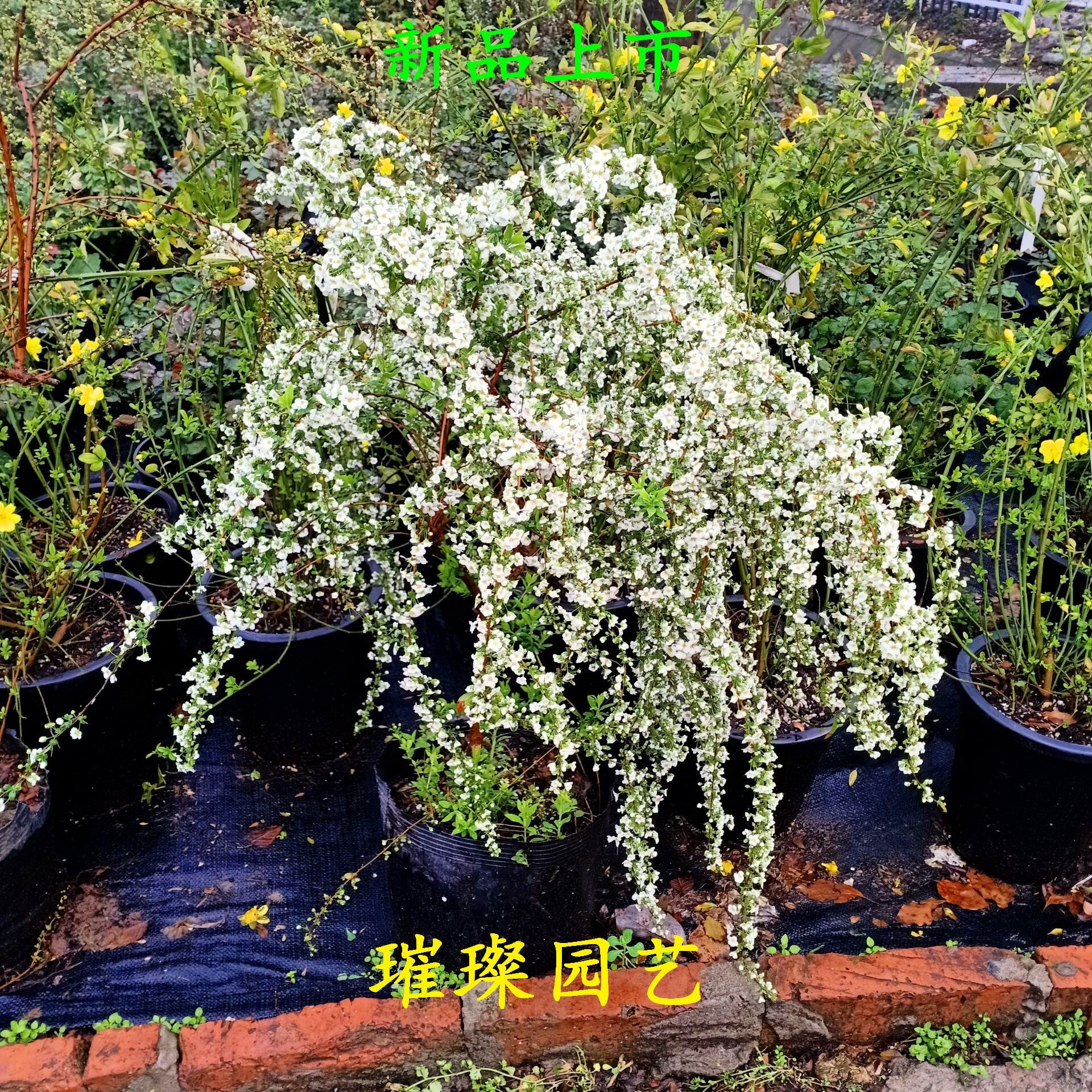 盆栽雪柳,雪柳盆栽(第3页)_大山谷图库