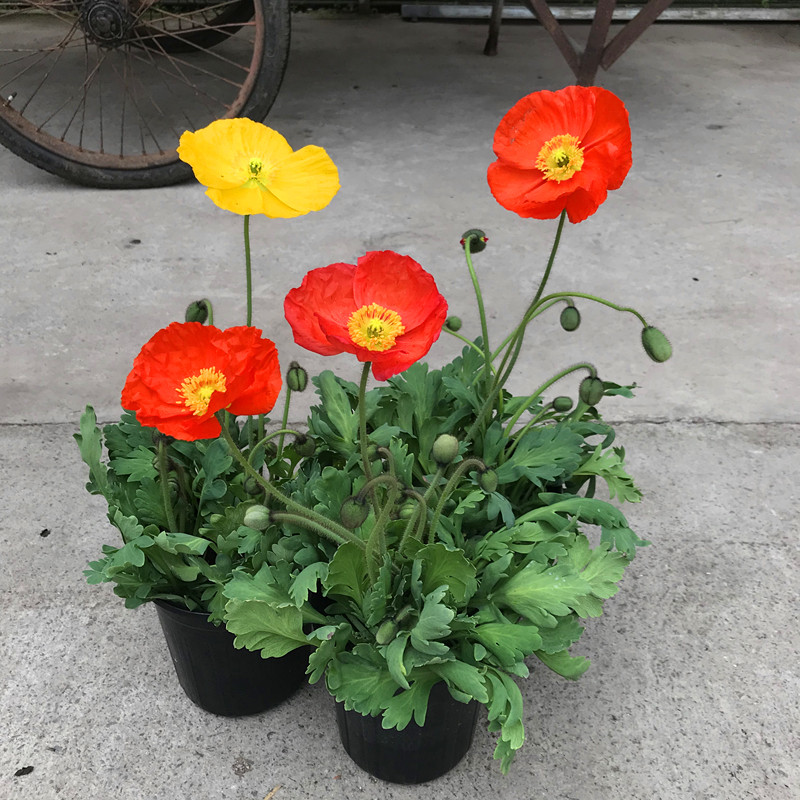 四季新品冰岛虞美人盆栽带花成品大苗耐寒多年生阳台庭院花卉植物