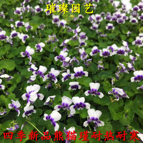 开花宿根庭院阳台四季熊猫瑾