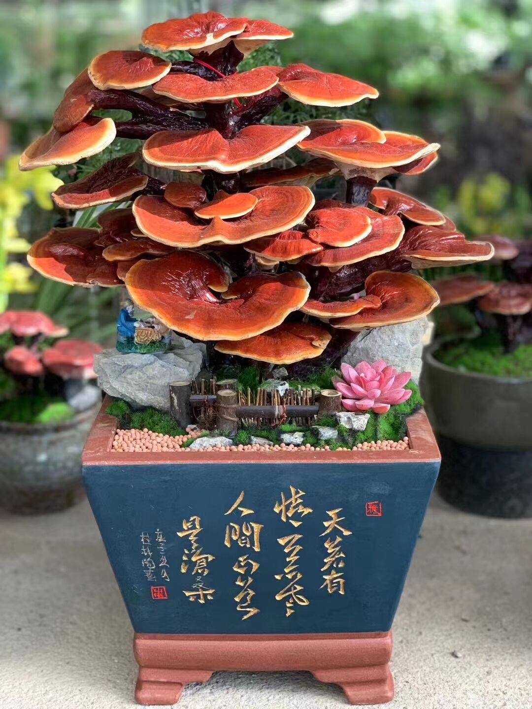 灵芝木本客厅阳台四季观叶植物图片