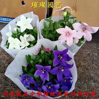 开花宿根庭院阳台四季中华桔梗