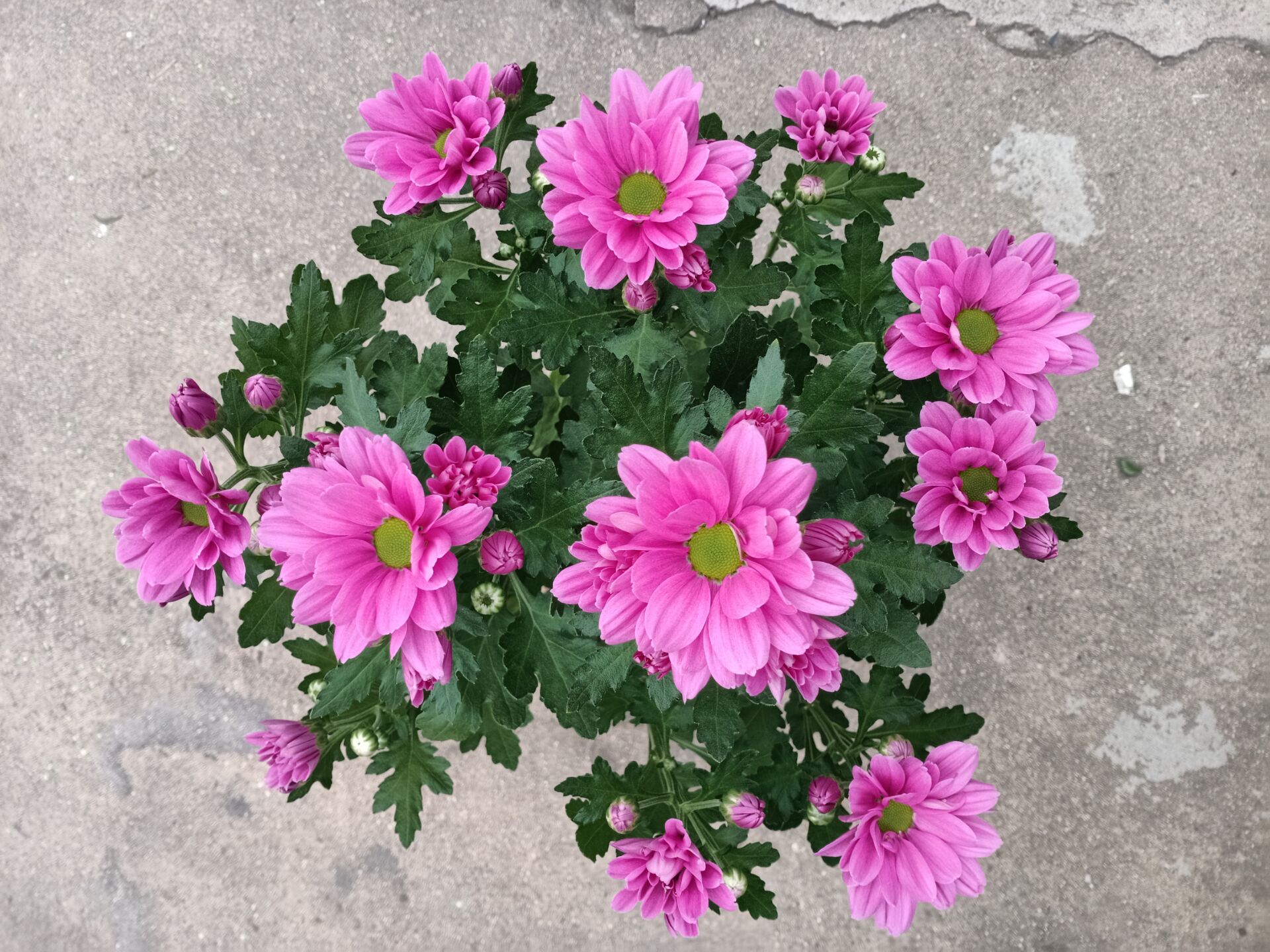 多年生庭院宿根四季庭四季