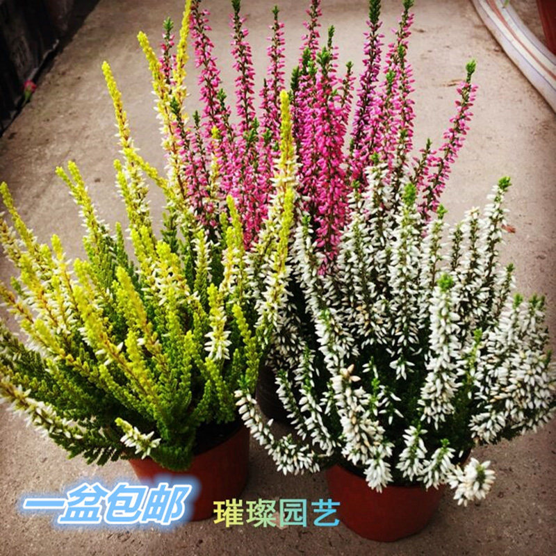 四季欧石楠苗盆栽阳台花卉耐寒植物秋冬开庭院观赏盆景园艺花草
