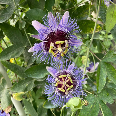 开花结果爬藤植物庭院四季西番莲