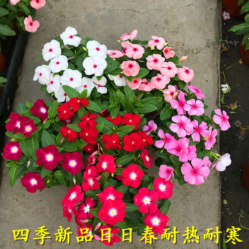 开花宿根庭院阳台四季日日春