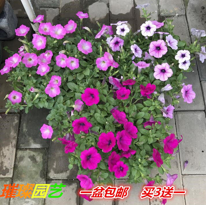 非垂吊矮牵牛盆栽 庭院阳台花卉非百万小铃舞春花 易养 花期长