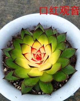 绿植四季观音莲防辐射多肉小盆景
