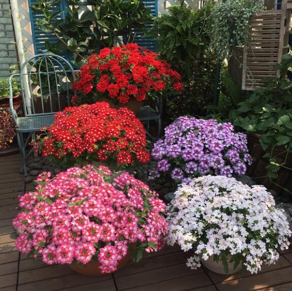 四季多年生美女樱盆栽四季开花多年生宿根花卉庭院阳台别墅耐晒