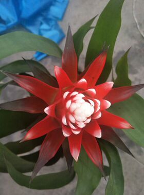 四季鸿运当头白雪公主红星火炬植物盆栽花卉室内庭院阳台空气凤梨