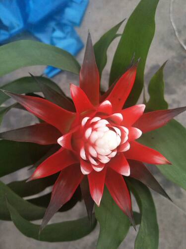 开花凤梨庭院花卉四季鸿运当头