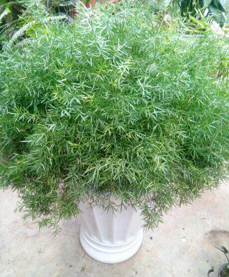 室内花卉盆栽药材植物垂吊天门冬绿植蓬莱松水培水竹绒松1盆包邮