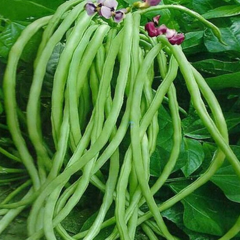 无架长豆角秧苗豇豆地豆绿紫扁豆不搭架子菜苗秧苗春季四季豆苗子