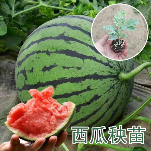 四季种植高产西瓜苗穴盘苗