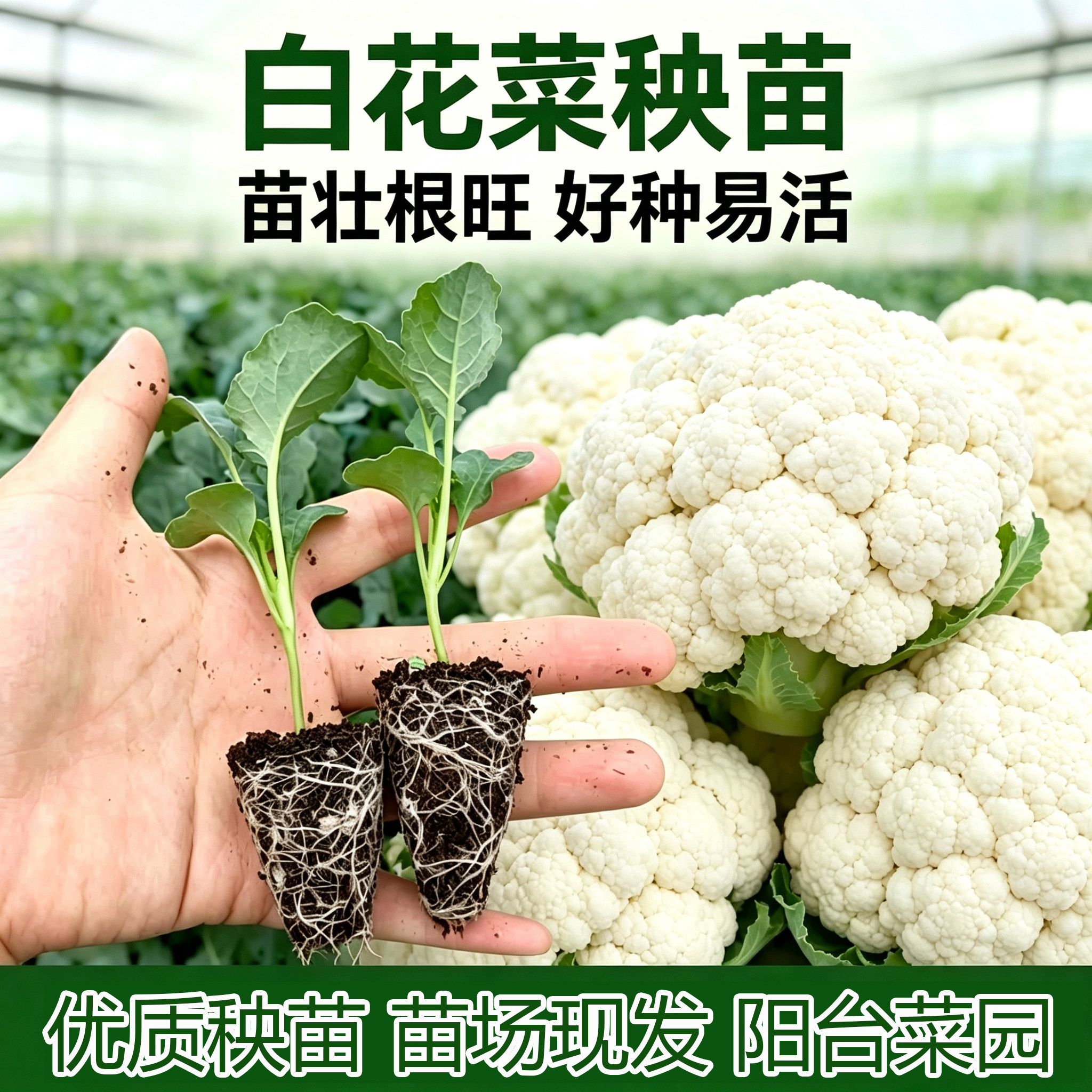 青梗白松花菜西兰花西兰苔苗