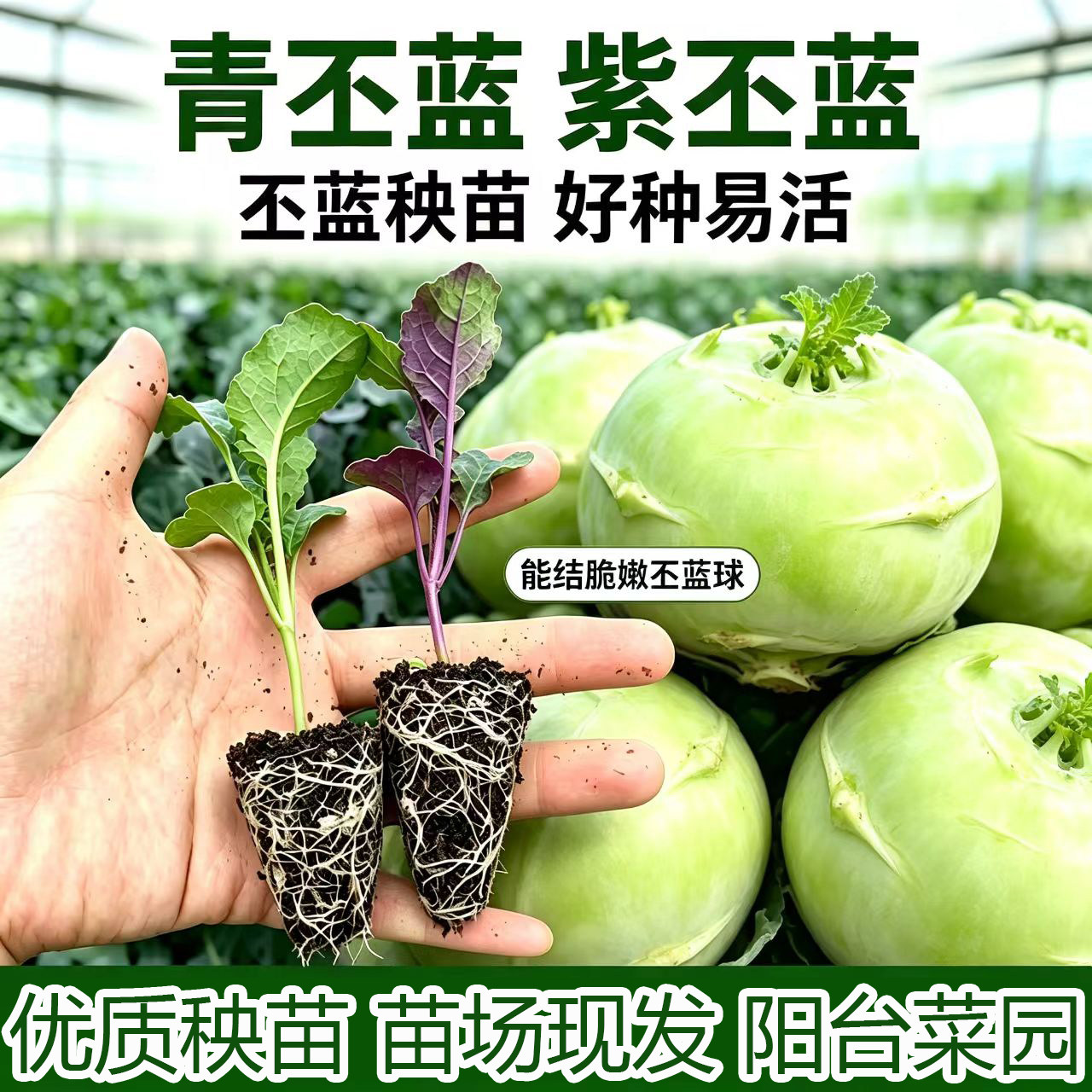 水果丕蓝苗紫绿甘蓝红菜苔苗