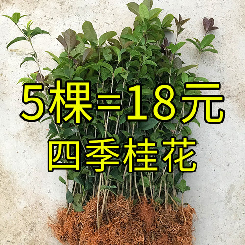 树苗阳台带花浓香型庭院四季桂