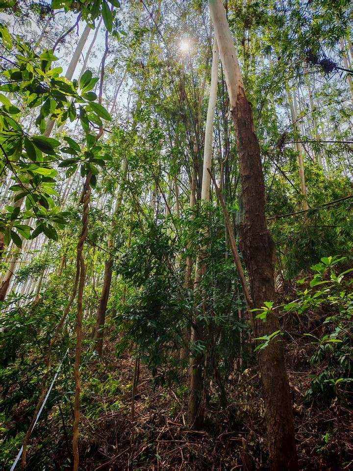 合浦县公馆镇山肚村共计297.52亩的林木