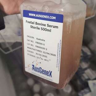 FBS胎牛血清现货供应