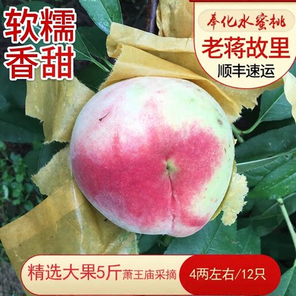 宁波奉化水蜜桃新鲜水果湖景玉露当季现摘水蜜桃农家采摘