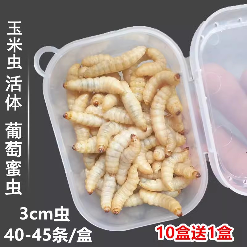 玉米虫葡萄蜜虫活虫大蜡螟活体鱼饵鹦鹉绣眼画眉鸟食仓鼠宠物饲料,宠物/宠物食品及用品,爬虫/鸣虫食物,淘宝优惠券,粉丝福利购,淘宝优惠卷
