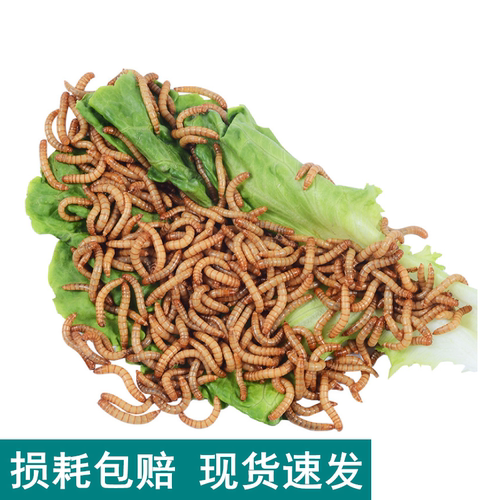 面包虫鸟食黄粉虫活体宠物粮食