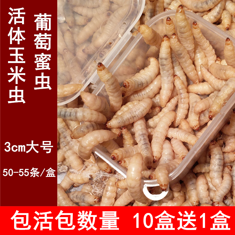 50条装葡萄蜜虫活体玉米虫大号画眉鸟食活虫鱼饵蜥蜴宠物仓鼠饲料