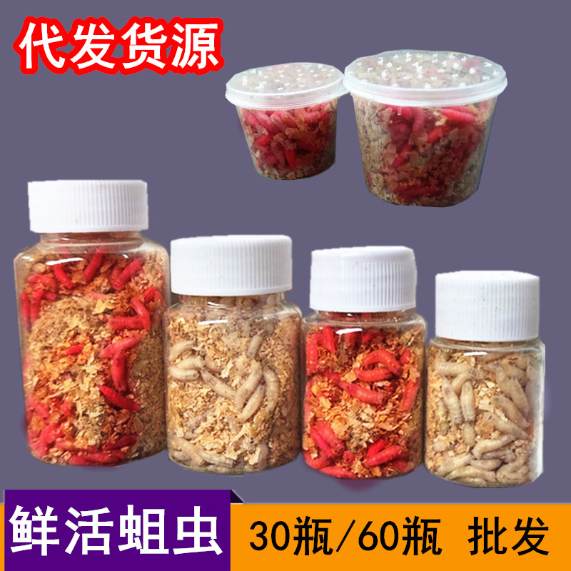 钓鱼蛆虫活体大号红蛆溪石斑马口白蛆活虫公鱼蛆鲫鱼饵渔具店货源