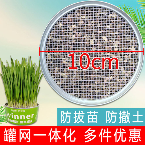 other浇水即长猫草罐头买二送一