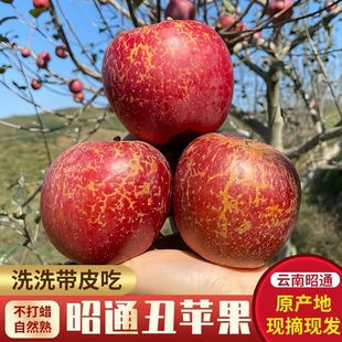 云南昭通冰糖心野生丑苹果现摘现发新鲜水果农产品同城包邮多汁