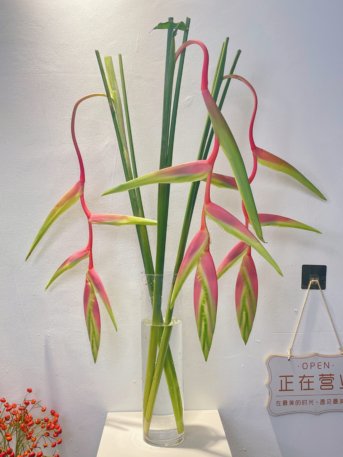 粉色吊鸟鲜花富贵鸟蝎尾蕉水养植物热带插花粉色黄金鸟昆明直发