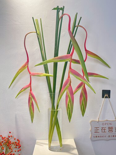 粉色吊鸟鲜花富贵鸟蝎尾蕉水养植物热带插花粉色黄金鸟昆明直发