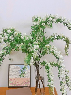 小手球单瓣鲜切花水培高端球形簇拥高级植物水养花材云南直发