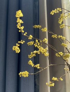 山胡椒鲜花年宵花带香味金色小花造型线条感推荐昆明直发