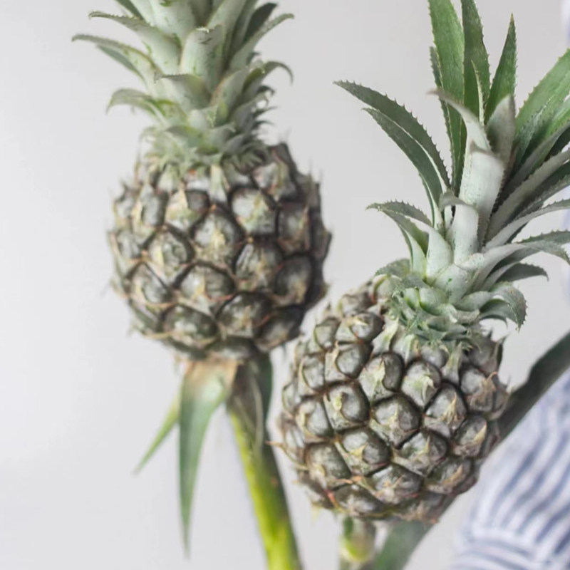 进口粉菠萝鲜花水养瓶插台湾旺来花粉凤梨花束艺术干花观赏菠萝