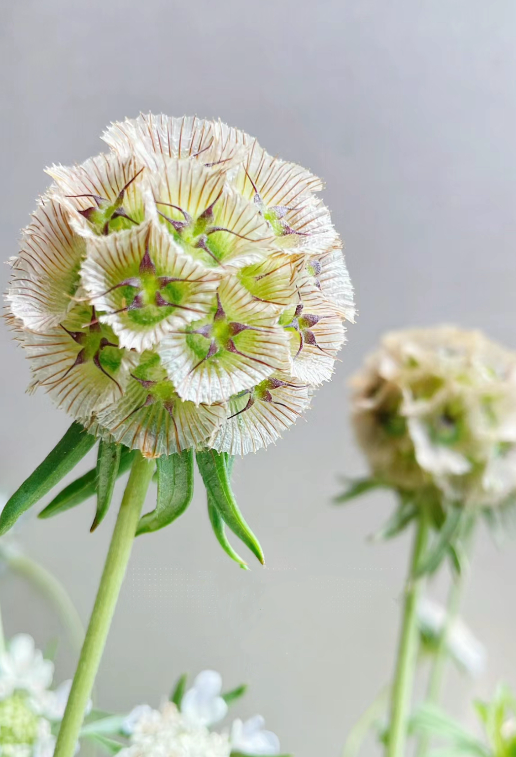 风车果鲜花水养干养可可爱爱灵动丰富可做干花田园风韩式风格