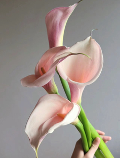 粉色马蹄莲鲜切花火烈鸟高颜值高端小众花材家庭瓶插室内水养昆明