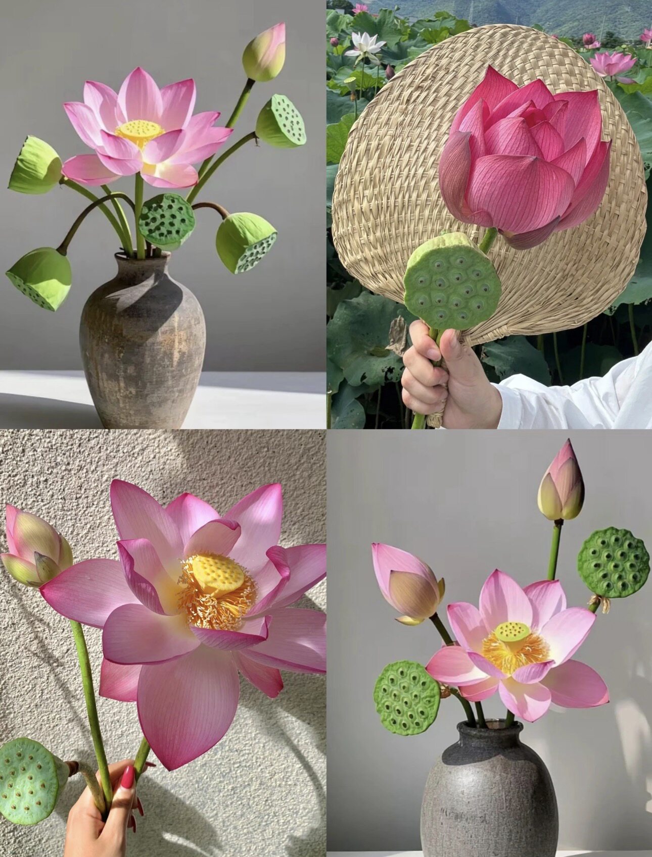 荷花鲜切花莲蓬水养插瓶室内小众花材粉色夏日重瓣鲜花