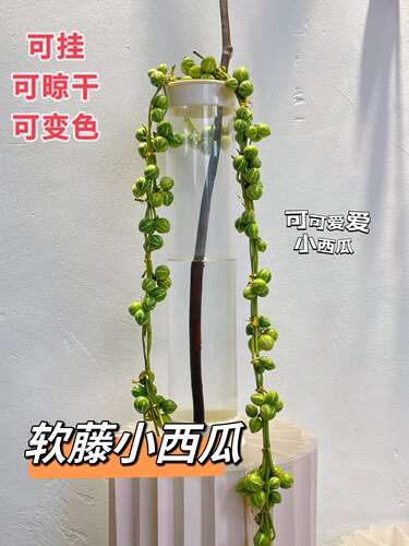 软藤小西瓜鲜切果类摆放观赏西瓜挂件干花昆明直发