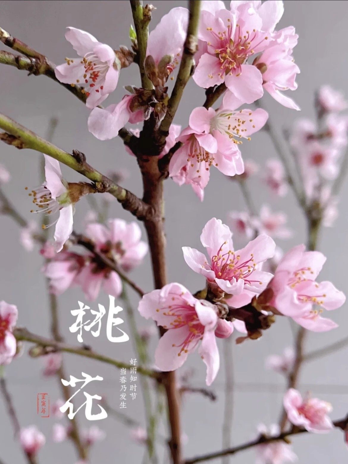 重瓣桃花枝鲜切单瓣水养插瓶花期长年宵花粉色桃花昆明顺丰直发,鲜花速递/花卉仿真/绿植园艺,花材,淘宝优惠券,粉丝福利购,淘宝优惠卷