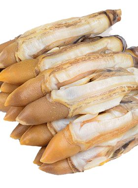 去沙蛏王肉当天现剥顺丰次日达