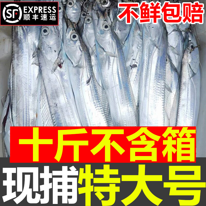 无冰衣10斤整条东海小眼刀鱼