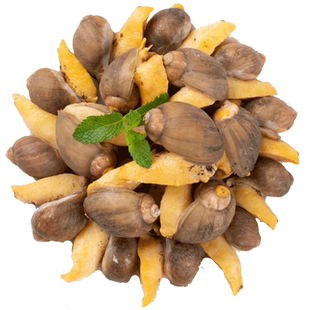 老婆脚新鲜冷冻鲍螺老婆脚大号有黄鲍鱼螺海鲜水产黄金鲍新鲜澳鲍