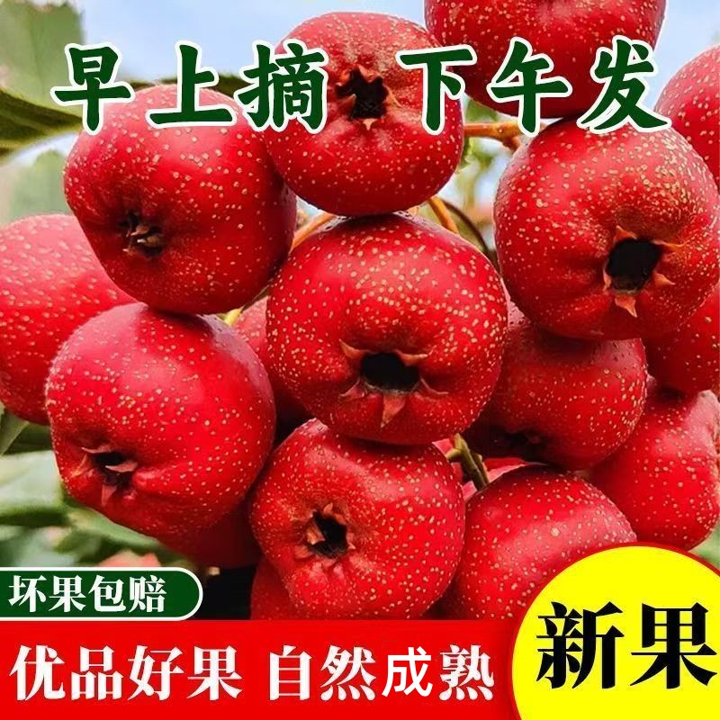 现摘新鲜山楂果大棉球山里红水果冰糖葫芦现发