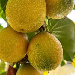 云南水果顺丰包邮新鲜水果热情果香哥伦比亚热情果树上熟清甜多汁