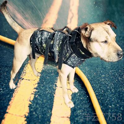 高档比特杜高狗护甲猛犬猎 新1品209秋犬防护服 打野猪服装 衣服