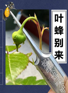 月季食叶蜂桃叶蜂松叶蜂杀虫剂触杀茎蜂切叶蜂产卵啃叶子垂头萎焉