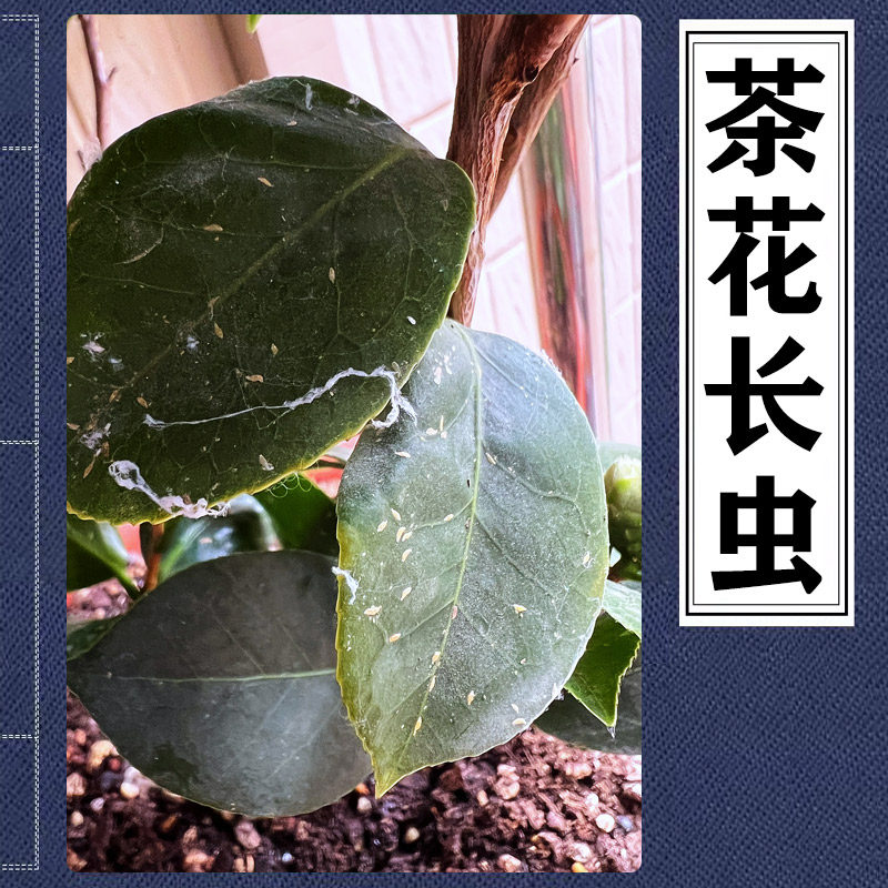 茶花小白点黏黏白虫子茶花桑白蚧茶花蚧壳虫吹绵蚧粉蚧山茶介壳虫