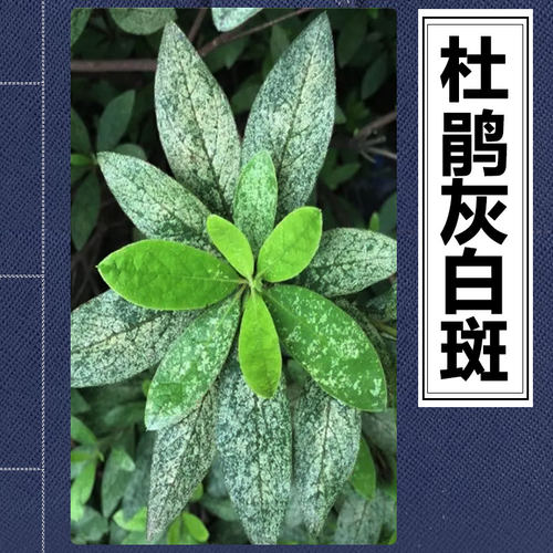 毛杜鹃网蝽春发黄发白斑方翅网蝽